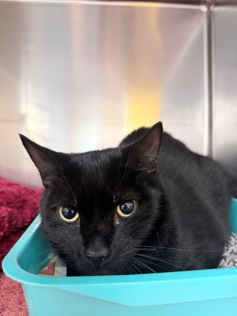 Domestic Short Hair (ref 8)