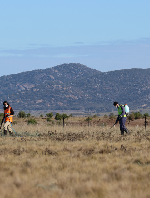 Western Grassland spray