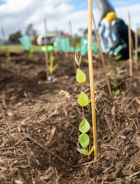 Trees and Naturestrips