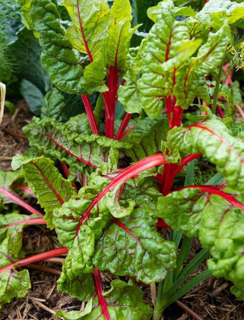 Green Living eNewsletter