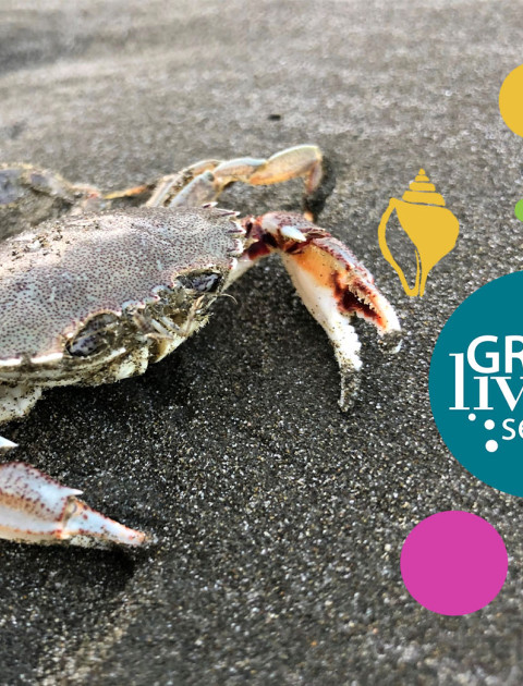 Crab on beach with Green Living Series logo