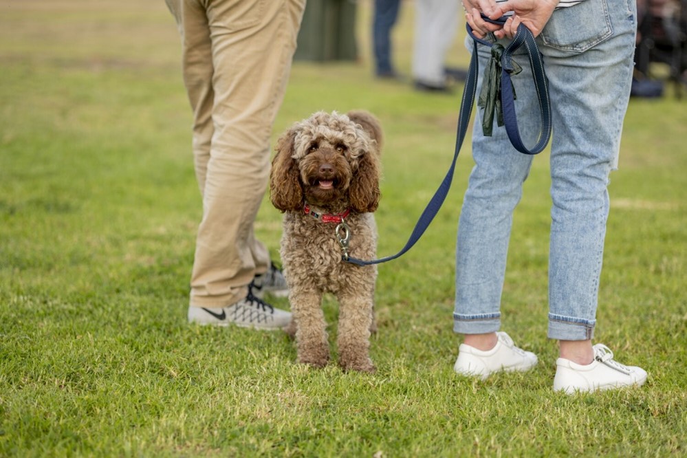 dog off-leash