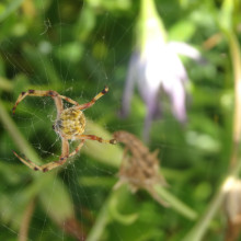 Garden Orb Weaving Spider - Eian