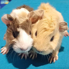 Holiday Surprise! 2 new, unexpected baby guinea pigs! -Xavier