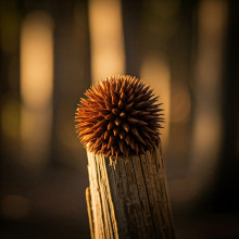 Nature's Symphony- Bradley. This captivating photo showcases the vibrant colors and intricate details of a local Wyndham nature scene. The photographer skillfully captures the essence of the natural world, inviting viewers to appreciate its beauty.