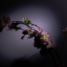 Sorrow of mind by Ruth Maria. Cherry Blossom