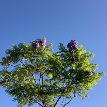 The blue jacaranda tree - Palash