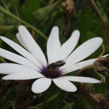 Beauty of the Bee by Eian. A bee on a flower