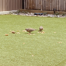 Birdie brekkie by Harfateh. Birds eating crumbs