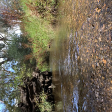 Glimmers by Middy. Werribee River 