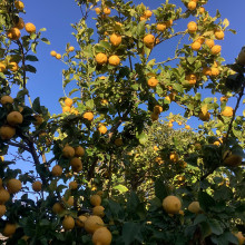 Lemon Tree in my Backyard Garden by Adiyan 