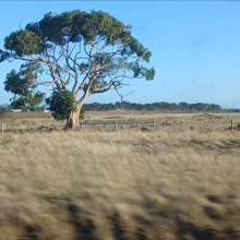 Nature by Naomi. A tree in the fields