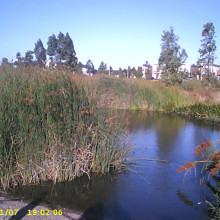 Nature's Mirror by Mehrish. A pond with bushes all around, showing the trees' reflection like a mirror