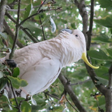 Perched in a tree by Alexa. A cockatoo perched in a tree, its vibrant white feathers contrasting against the lush green leaves as it looks around for food.