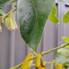 When will the raindrop fall By Bhavanaa. Waiting for the raindrop to fall from the leaf, and bug munched pattern on a leaf behind, in our backyard on a rainy morning