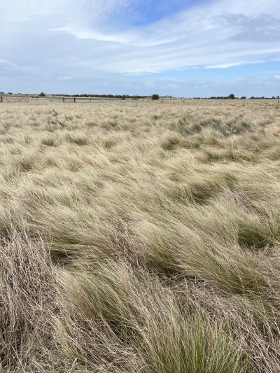 tussock