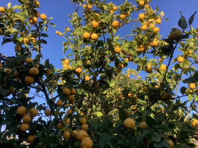 Lemon Tree in my Backyard Garden by Adiyan