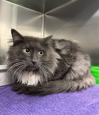 Domestic Medium Hair (Ref 10)