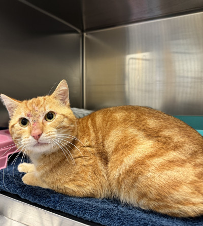 Domestic Short Hair (Ref 13)