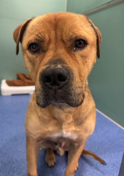 American Bulldog (Ref 3)