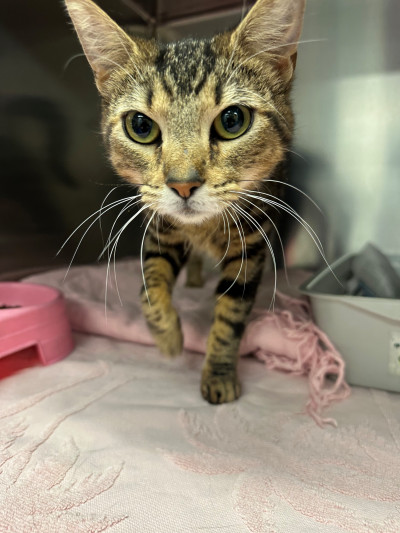 Domestic Short Hair (Ref 43)