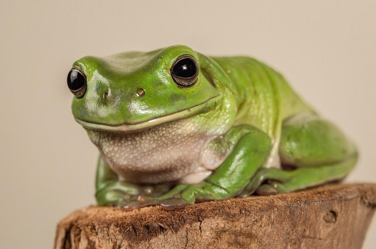 A close-up of a green frog sitting on a log.