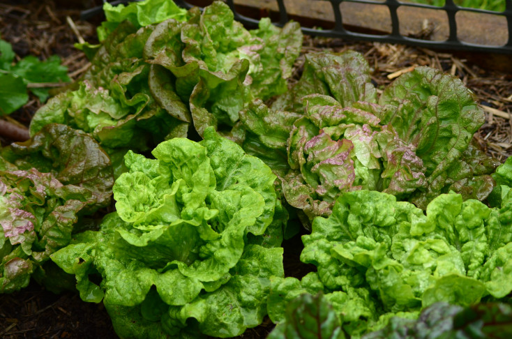 Lettuces growing in a home garden