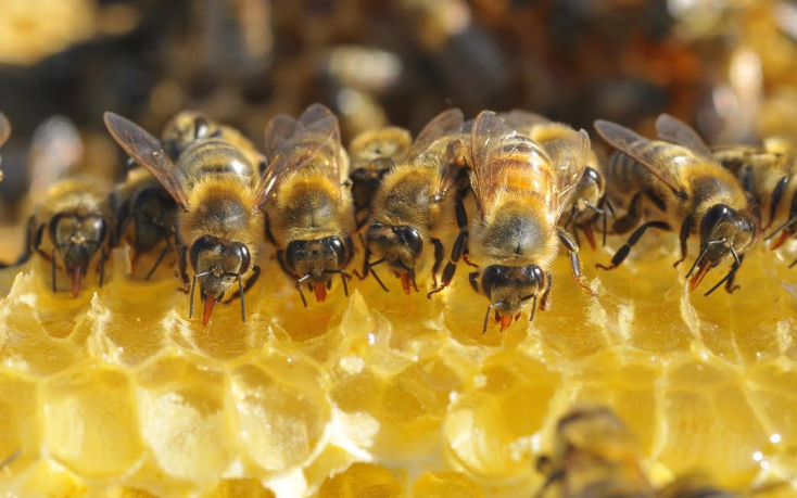 Bees drinking honey