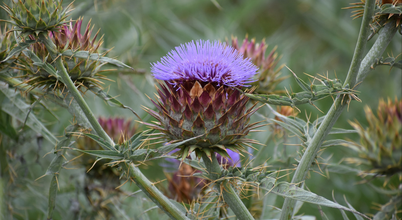 thistle