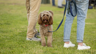 dog off-leash