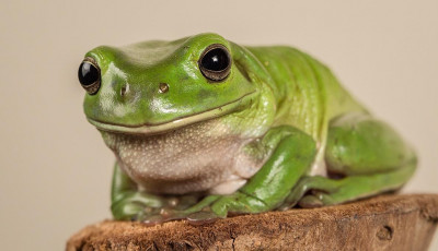 A close-up of a green frog sitting on a log.