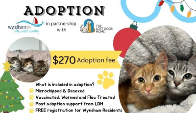 Festive Feline Adoptions