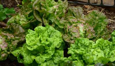 Lettuces growing in a home garden