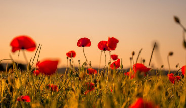 ANZAC Day Dawn Service Point Cook