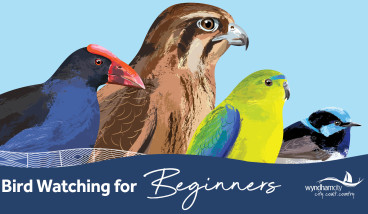 Birdwatching for Beginners